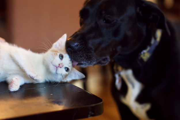 Magic the Rescue Pup Takes Care of Her Rescue Kittens